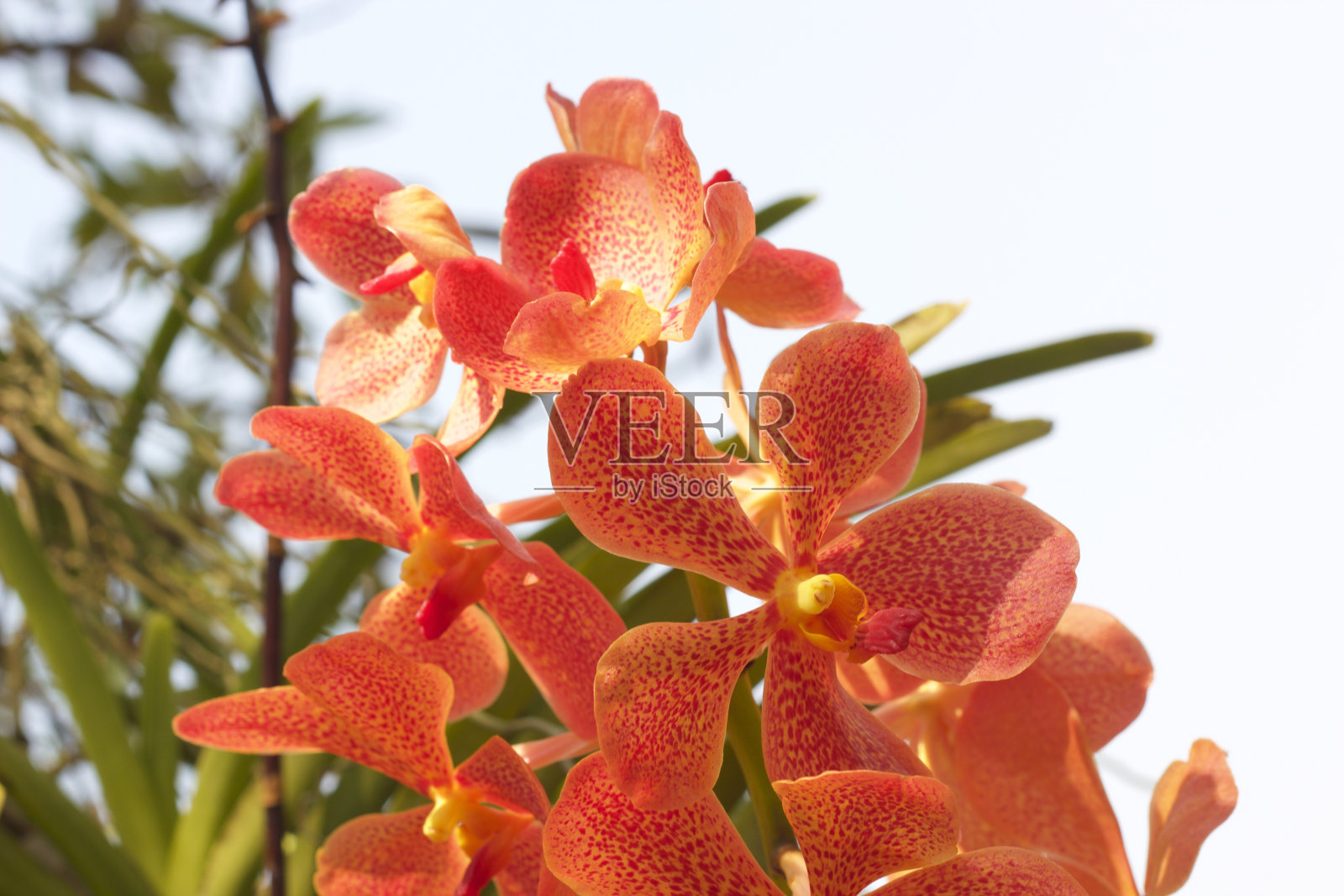 橙色开花植物特写镜头照片摄影图片