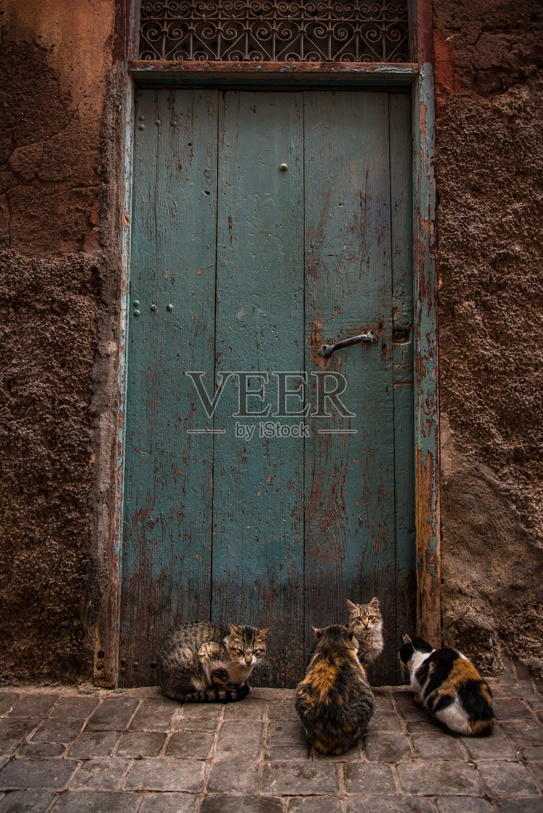 流浪猫在摩洛哥的前门等待照片摄影图片