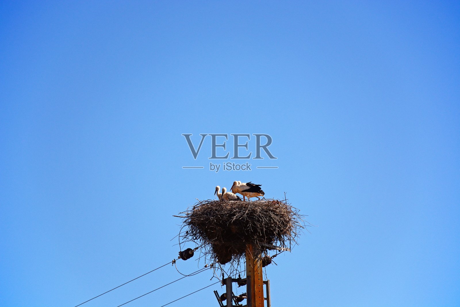 嵌套鹳,葡萄牙。照片摄影图片