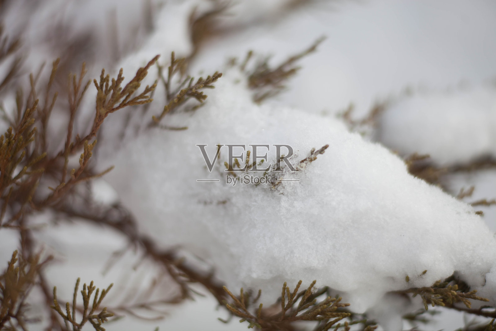 在雪地的树枝上照片摄影图片