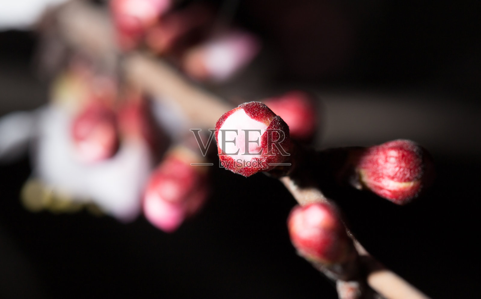 花朵在树上的自然在一个黑色的背景。宏照片摄影图片