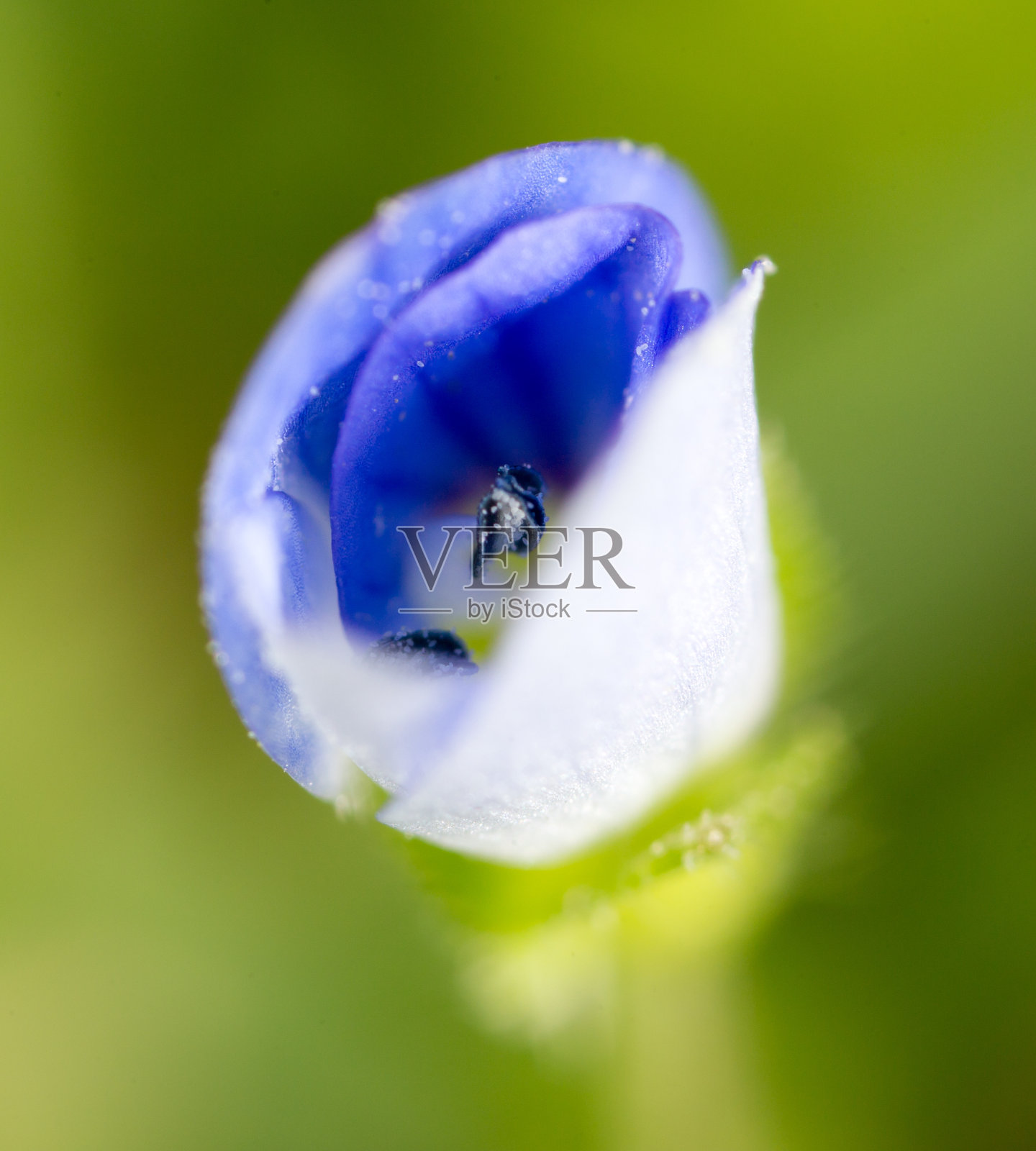 大自然中的蓝色小花。宏照片摄影图片