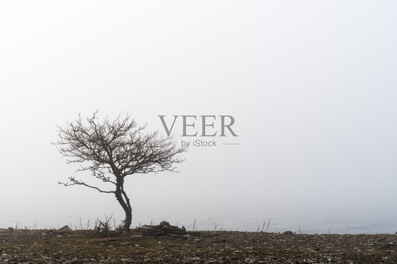 雾中孤树照片摄影图片