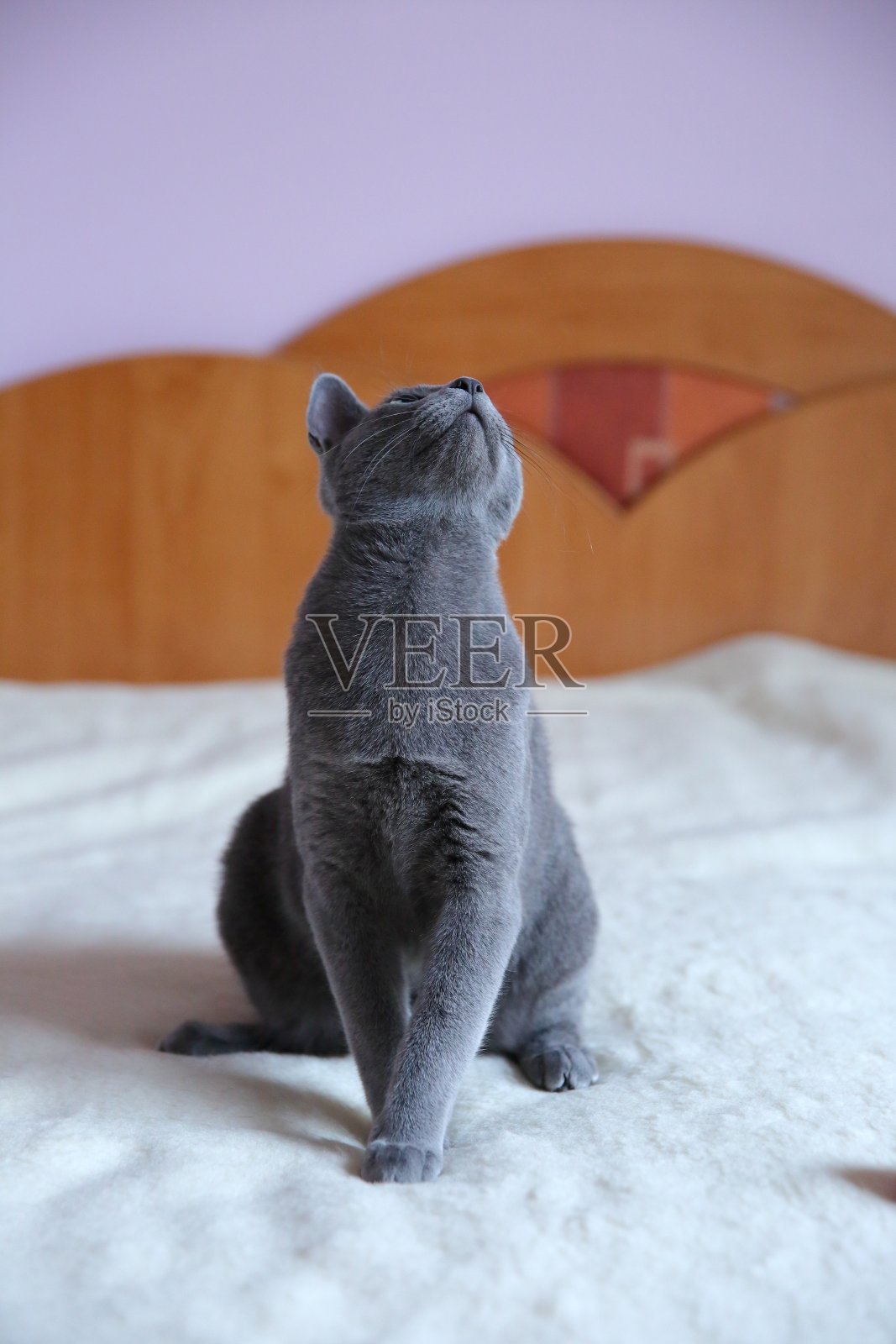 一只漂亮的纯种灰猫。照片摄影图片