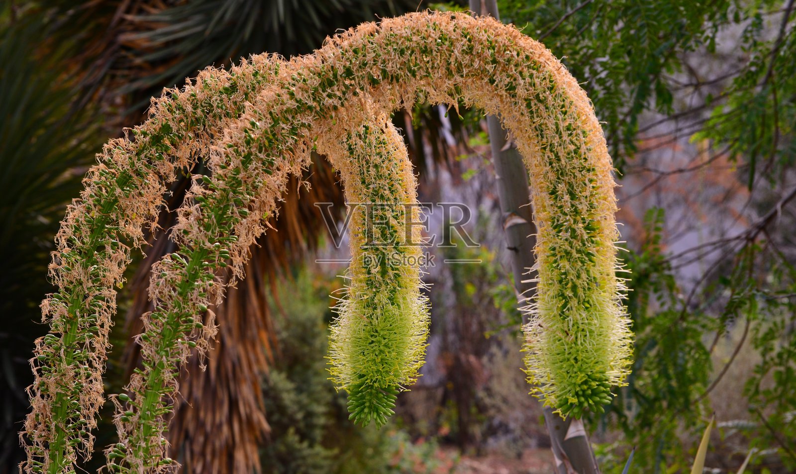 受欢迎的。照片摄影图片