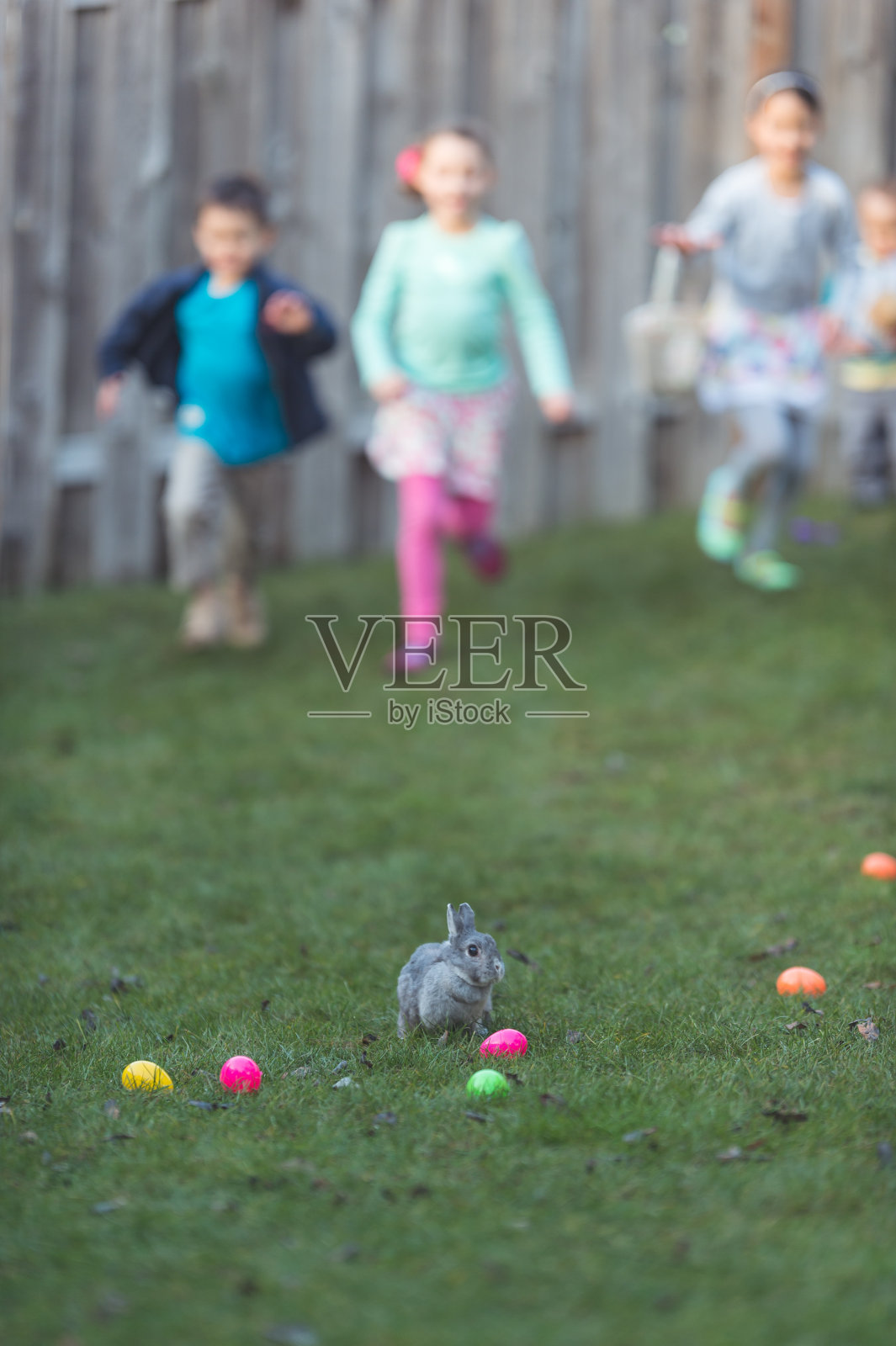 兔子在后院!照片摄影图片