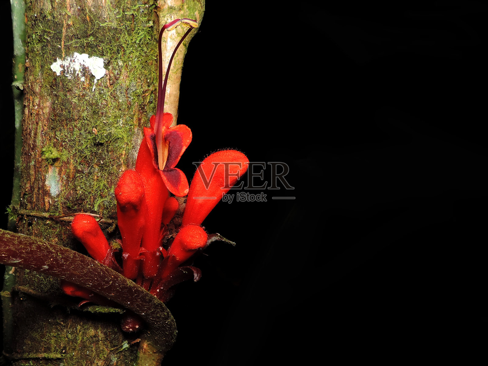 阿加尔米拉寄生虫照片摄影图片