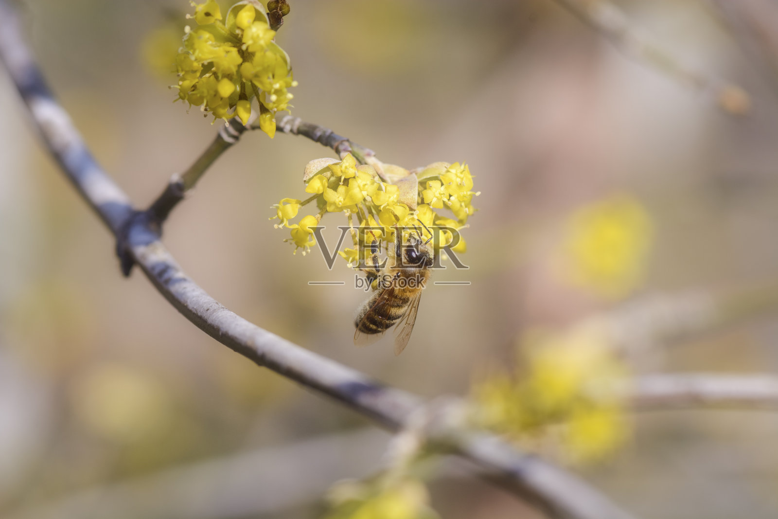 单只蜜蜂采集花粉照片摄影图片