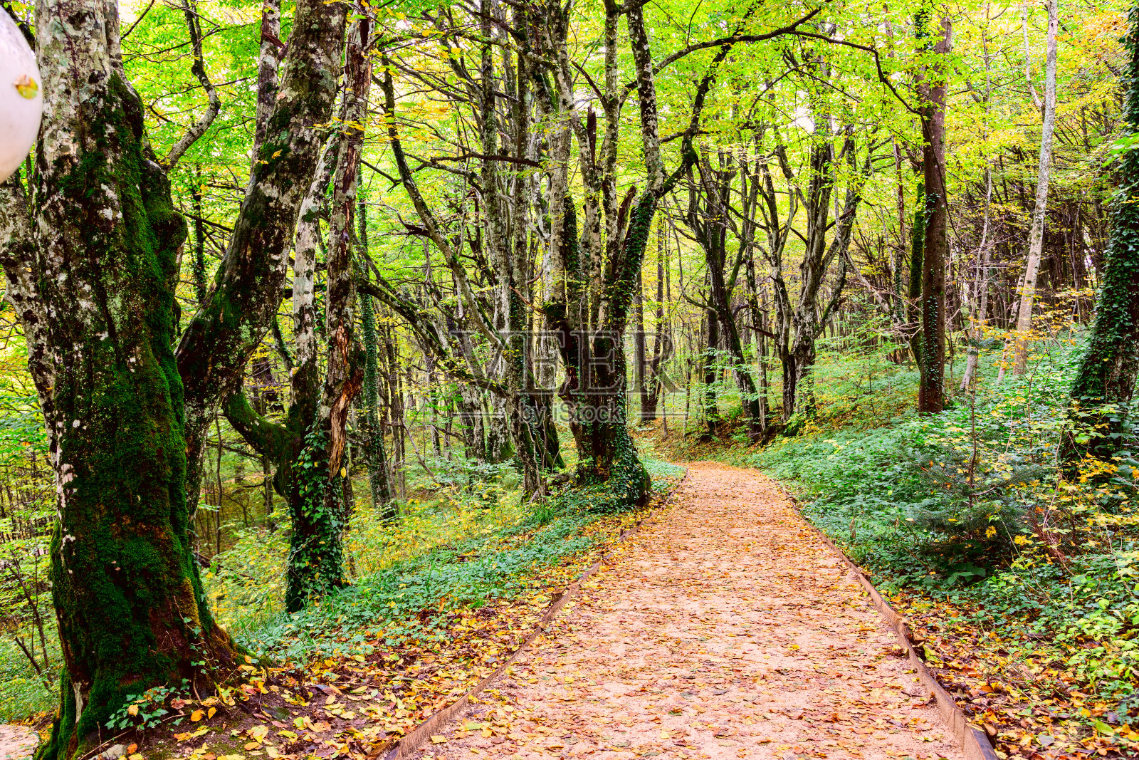 穿过秋天的森林照片摄影图片