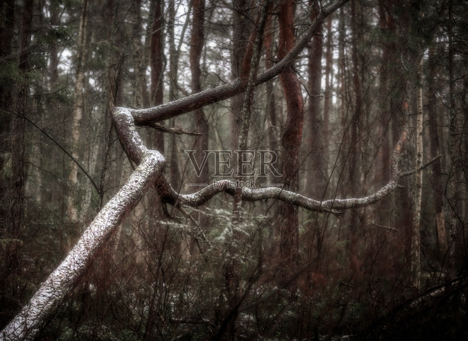 神秘森林中的特殊树木照片摄影图片