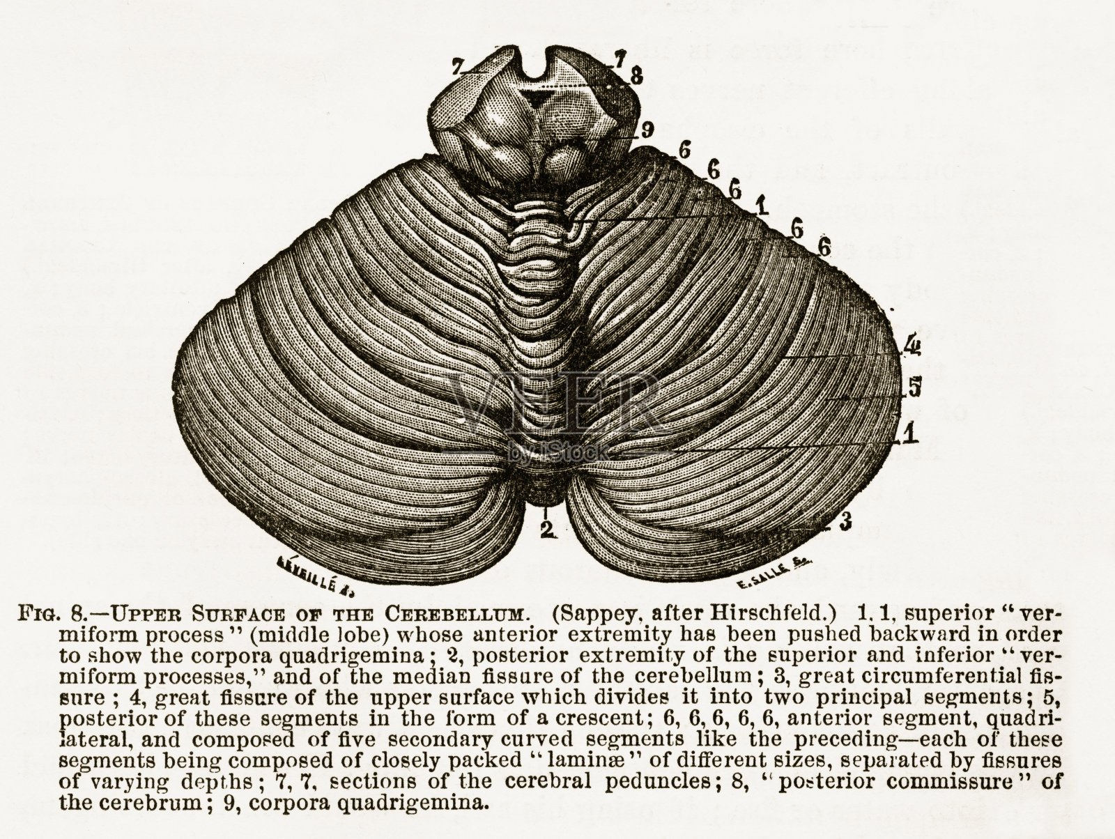 人类小脑上表面雕刻插图，1880年插画图片素材