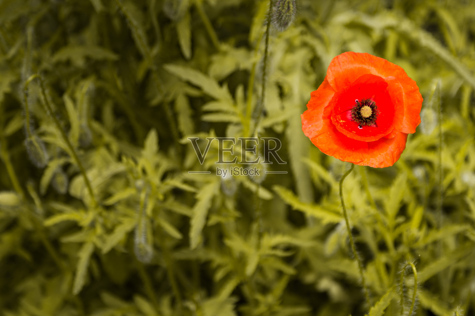 绿色的叶子里一朵孤独的红罂粟花。照片摄影图片