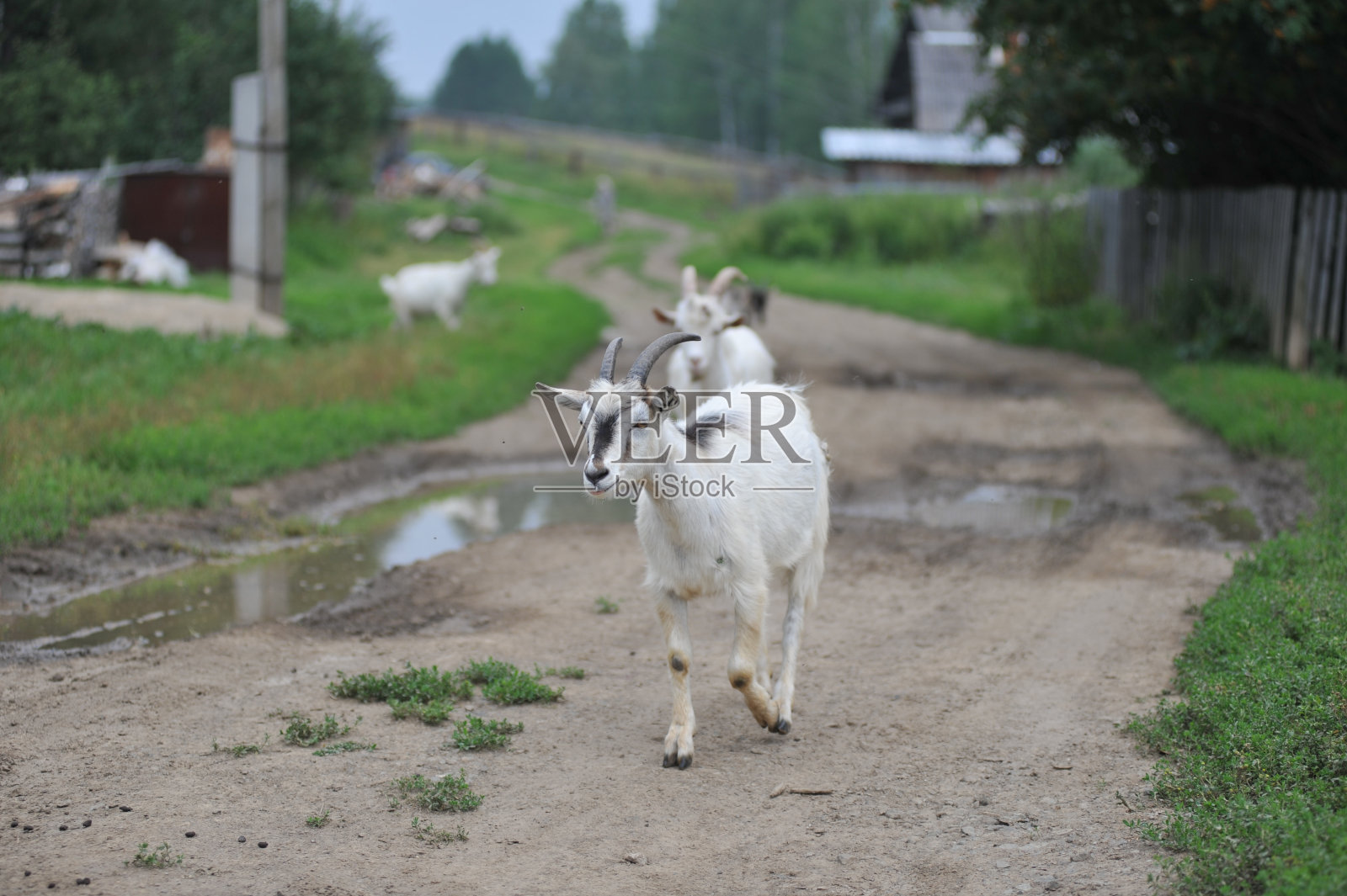 乡村温暖的夏天，蔬菜静物，鲜花。照片摄影图片