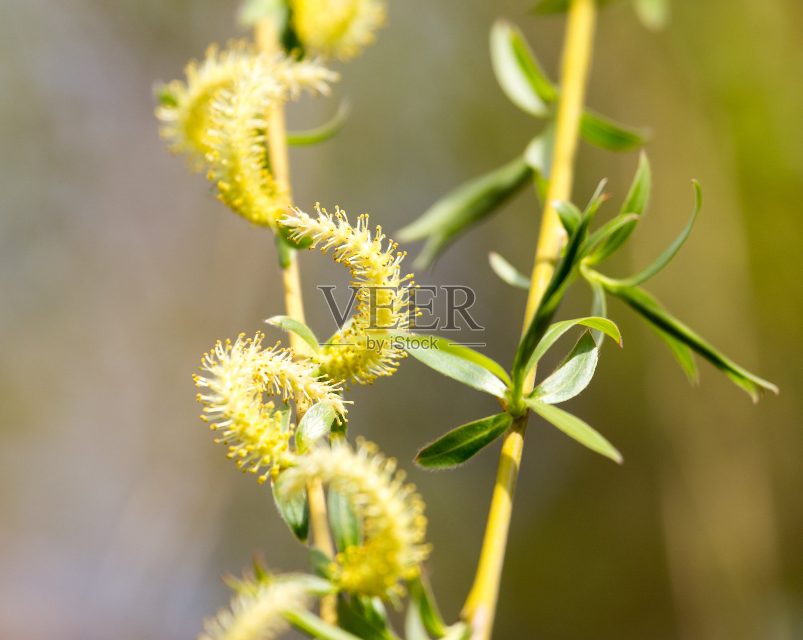 大自然中盛开的柳树照片摄影图片