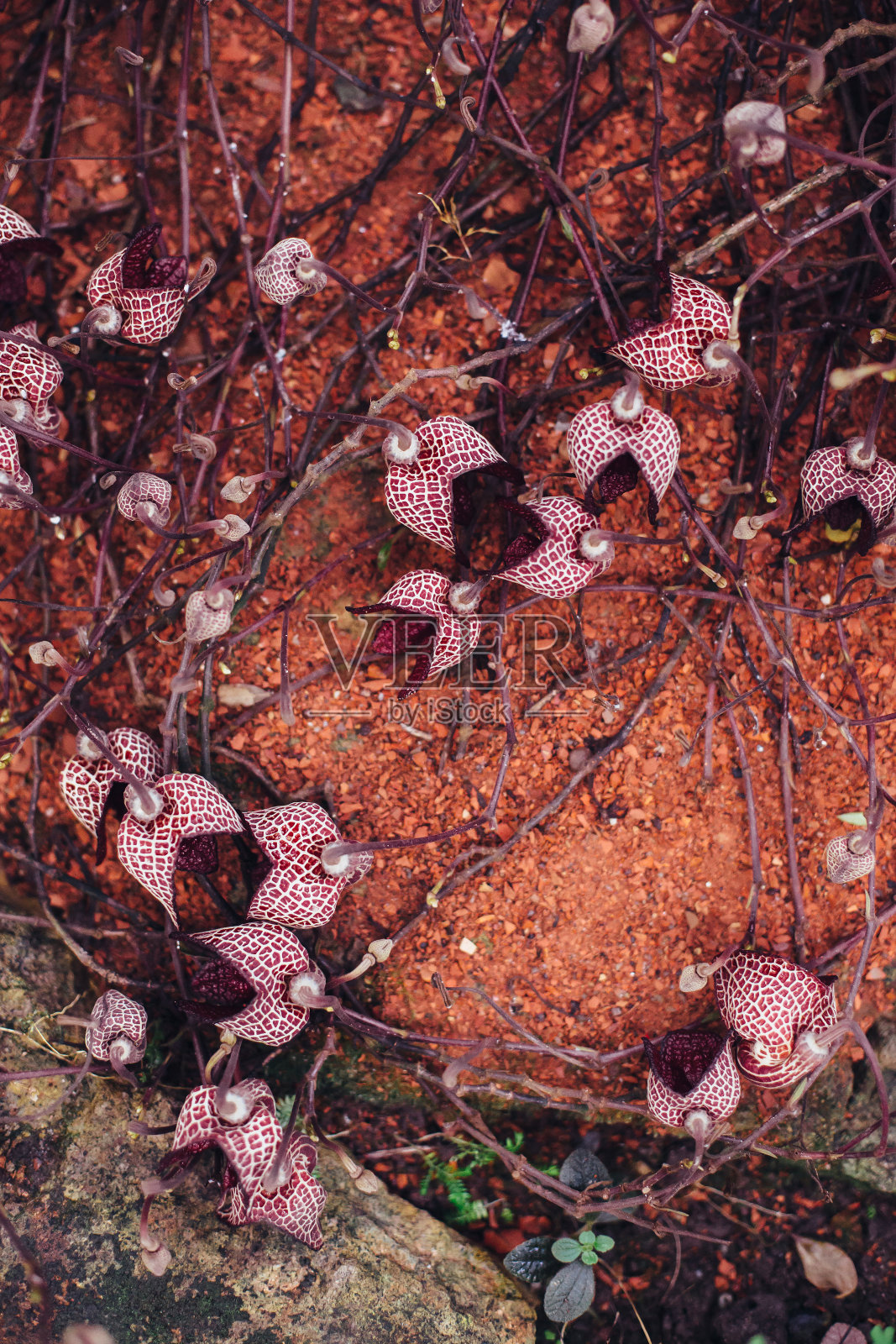 沙地上的红色干花照片摄影图片