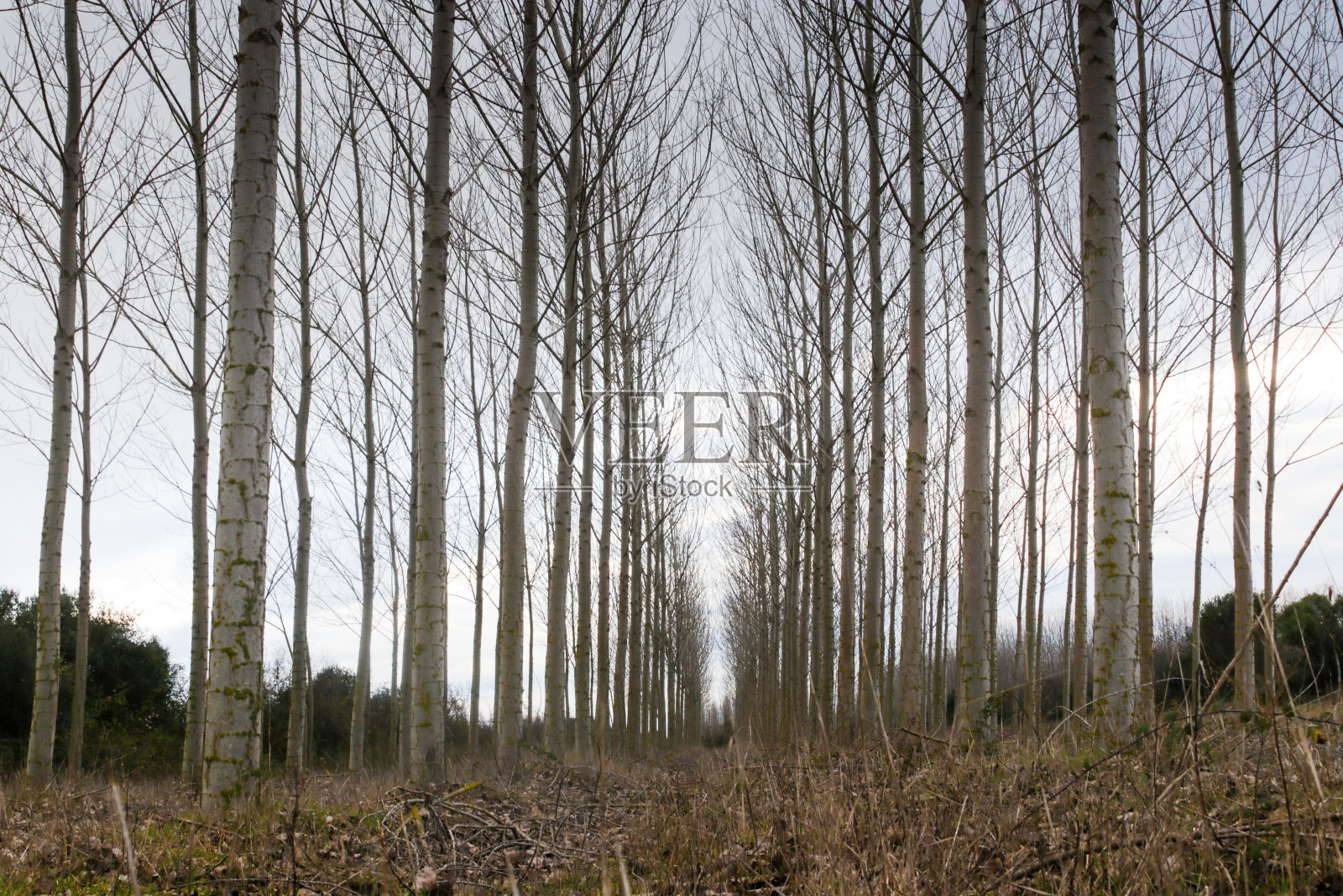 无叶的杨树照片摄影图片