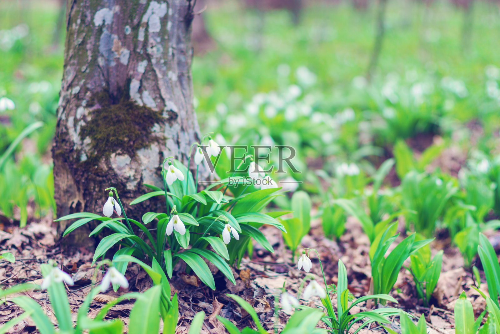 野春林里的雪花莲。照片摄影图片