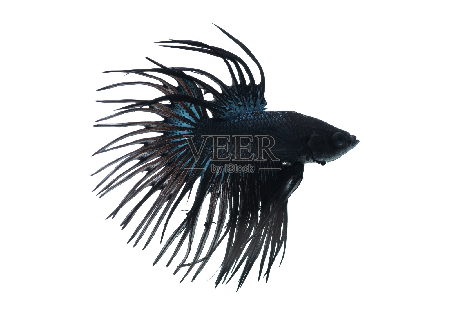 美丽的斗笠花孤立在白色的背景上照片摄影图片