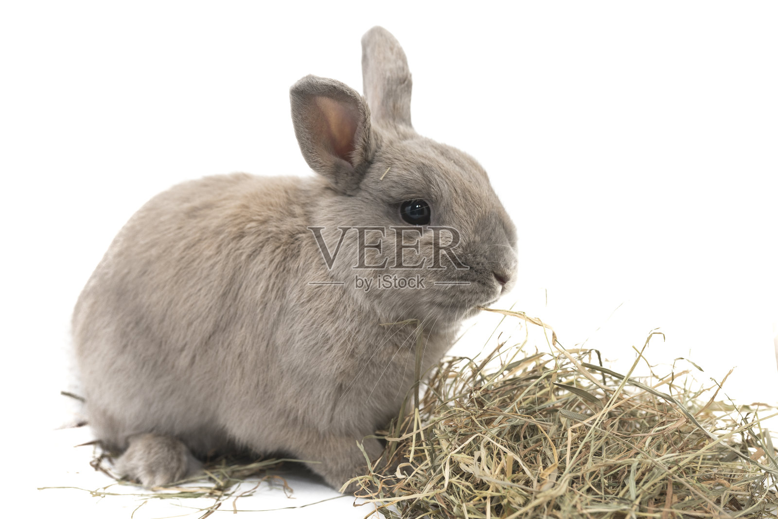 可爱的装饰兔灰色与干草孤立在白色的背景照片摄影图片