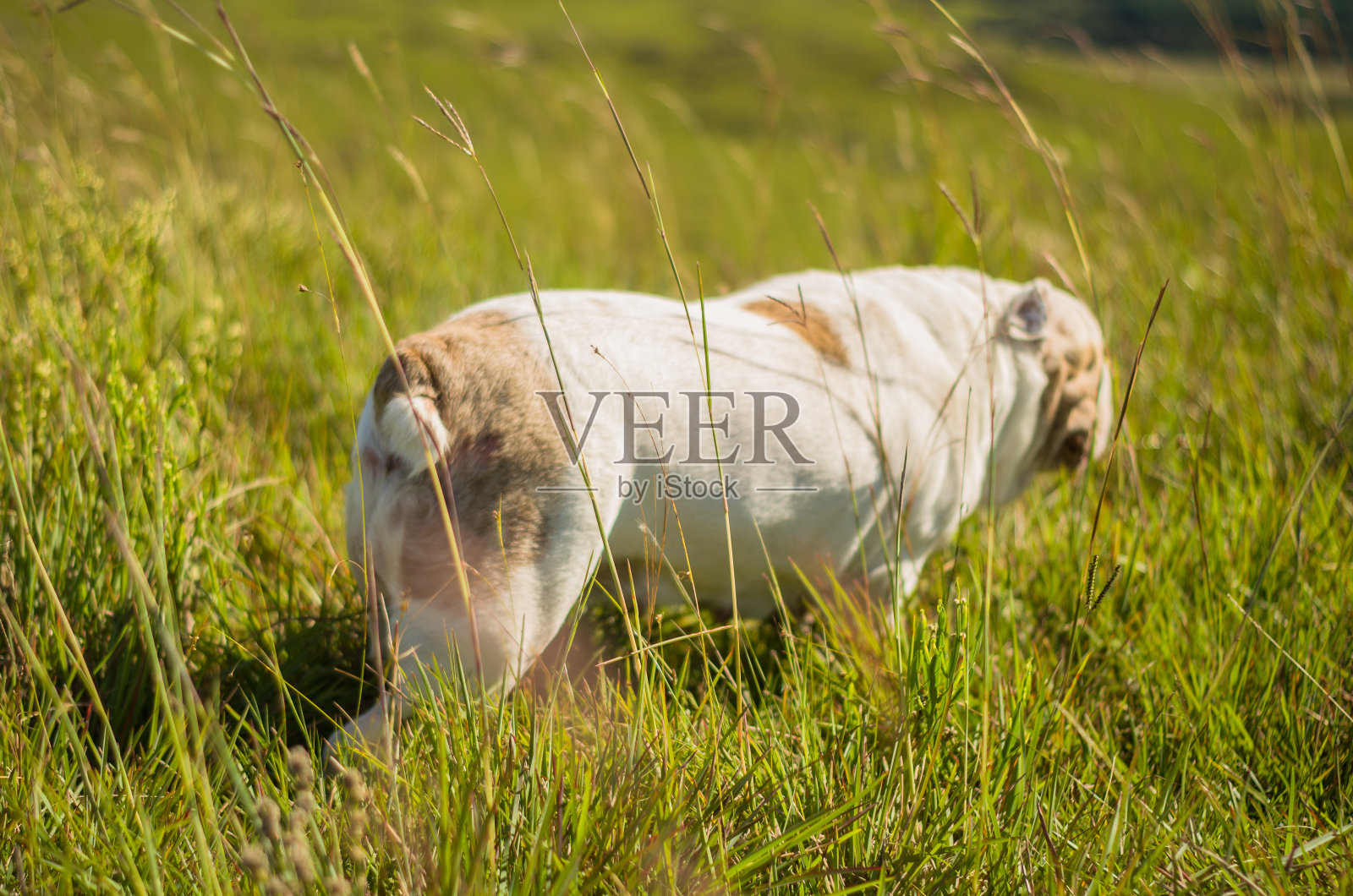 可爱的英国斗牛犬在绿色的草地上玩耍照片摄影图片