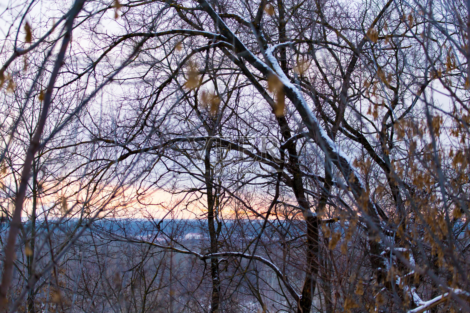 清晨日出时光秃秃的树枝照片摄影图片