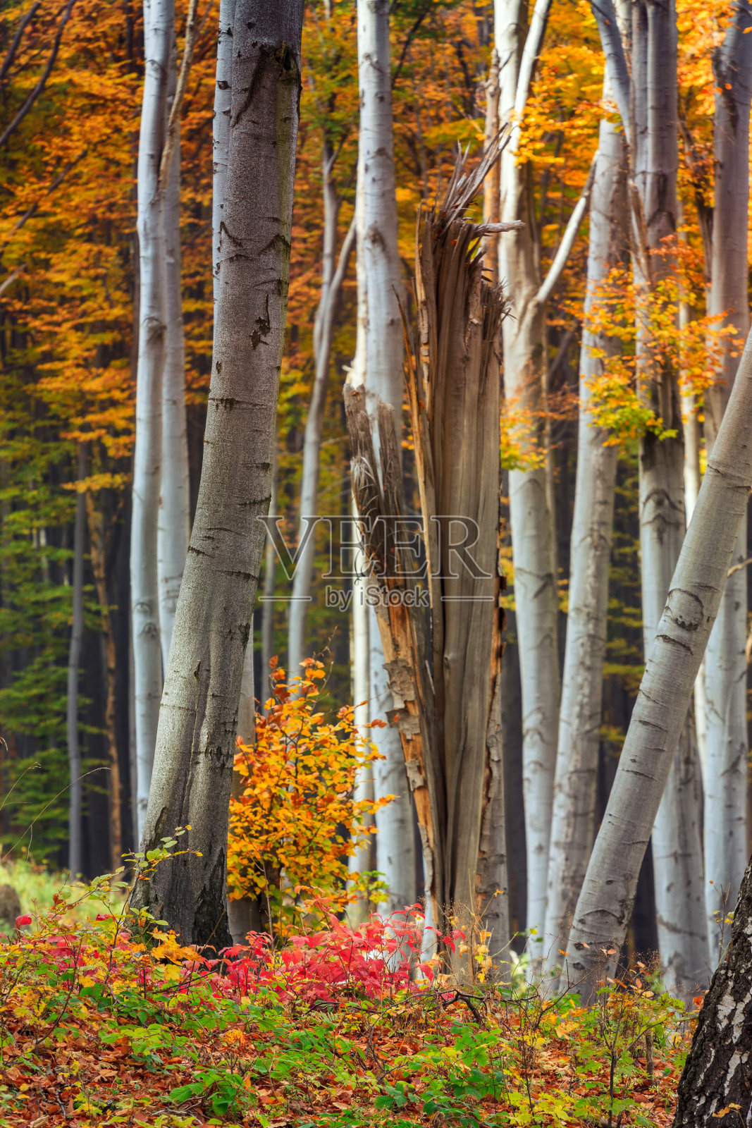 秋日山毛榉落林照片摄影图片