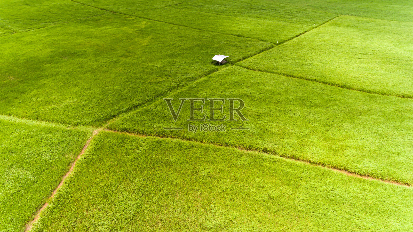 泰国稻田的鸟瞰图。照片摄影图片