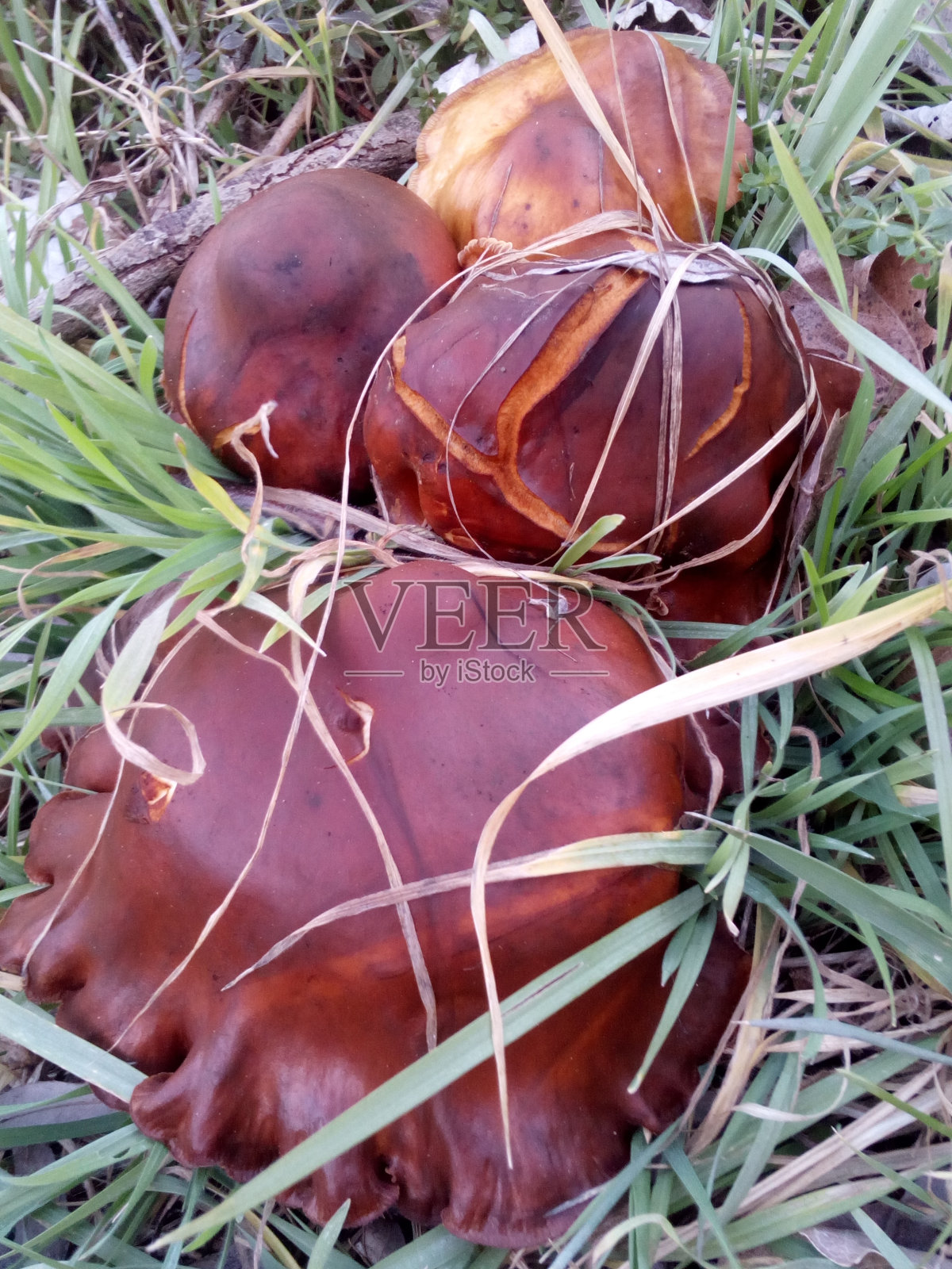 蘑菇照片摄影图片