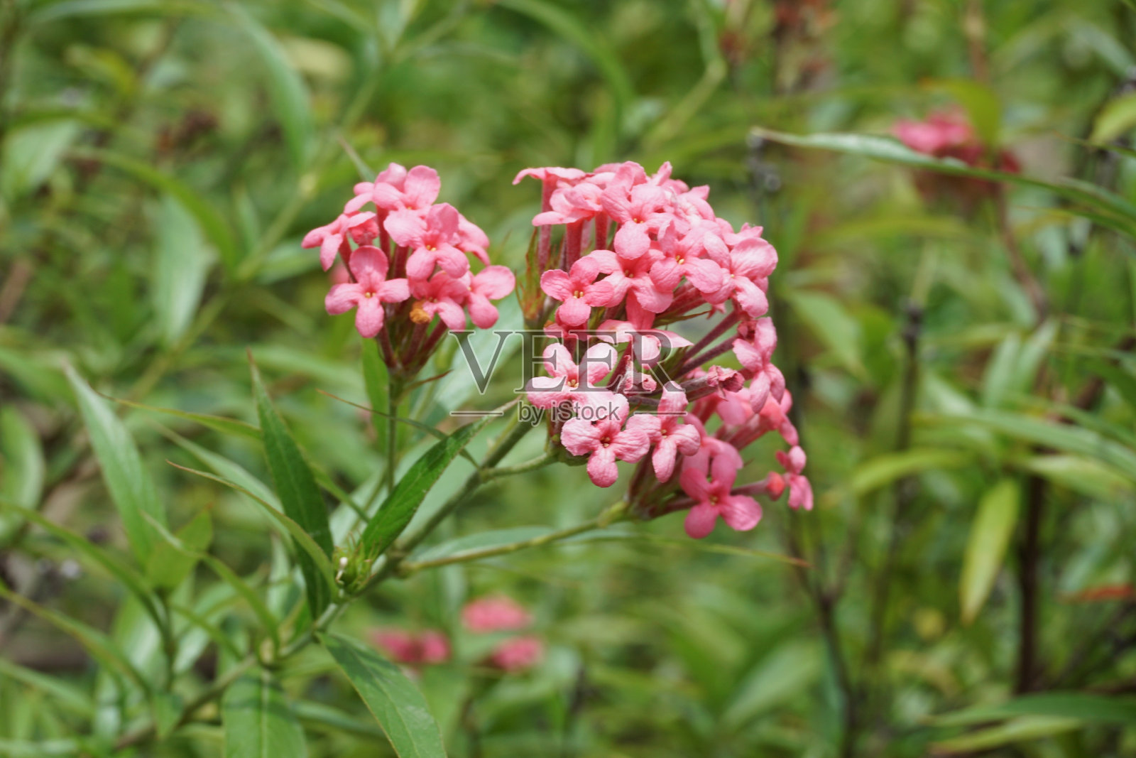 粉红巴拿马玫瑰照片摄影图片