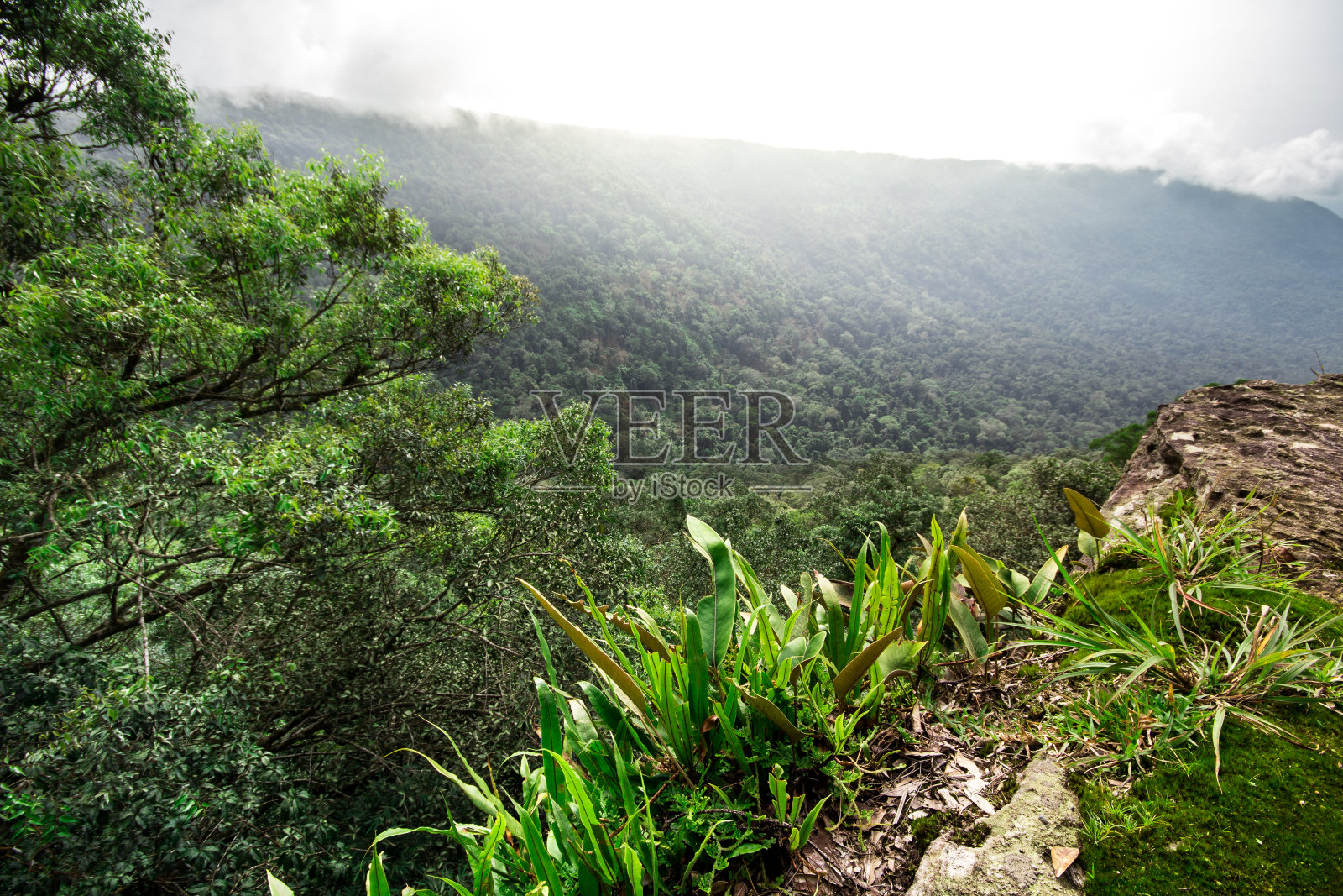 山地森林。照片摄影图片