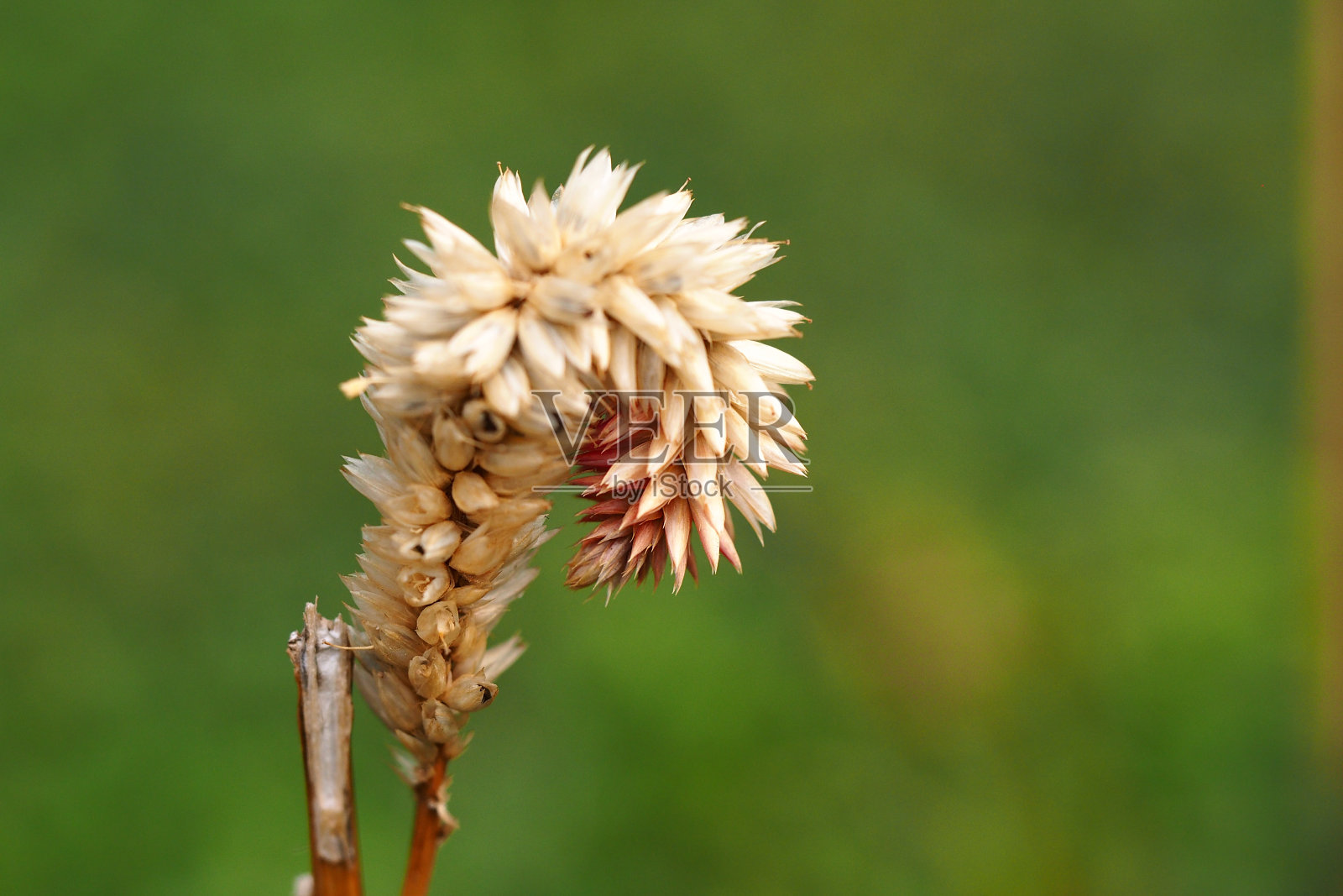 干花照片摄影图片