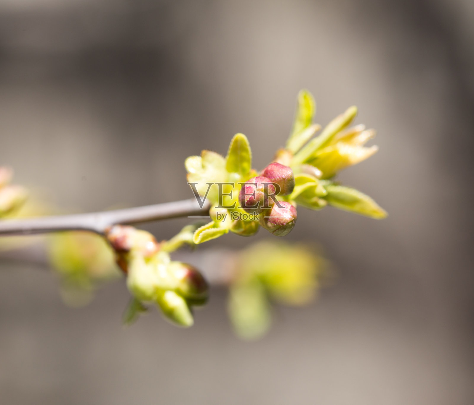 树枝上的芽。宏照片摄影图片