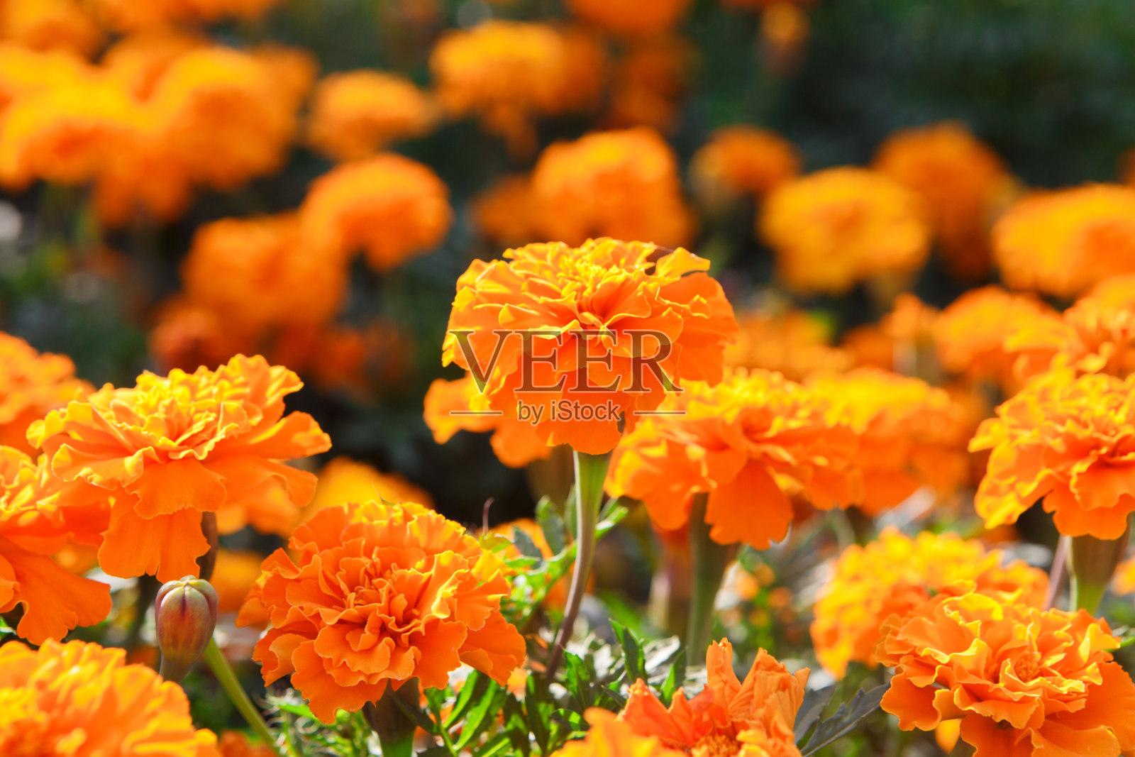 鲜艳的金盏花，盛开的背景照片摄影图片