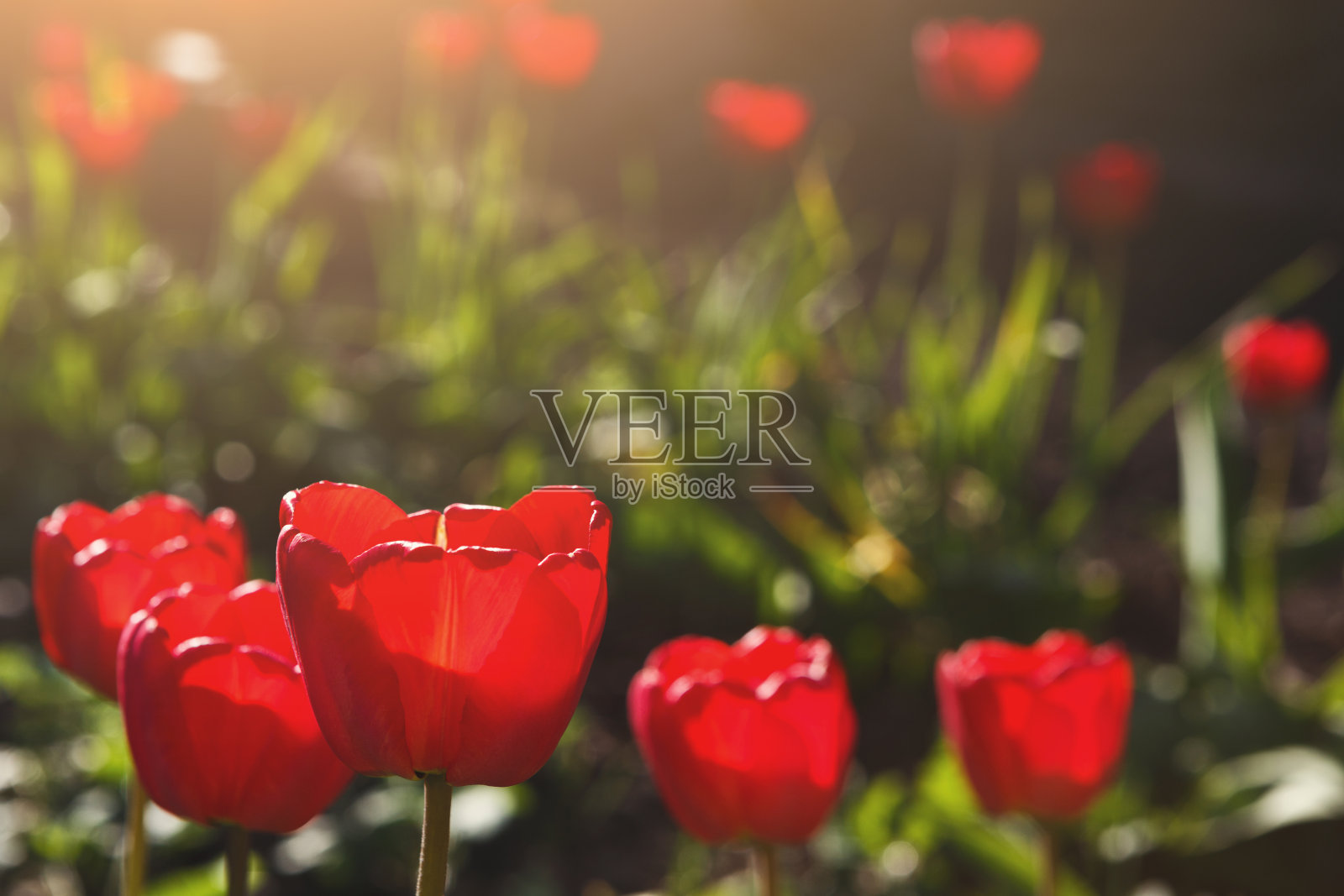 美丽的猩红色郁金香特写。花的背景照片摄影图片