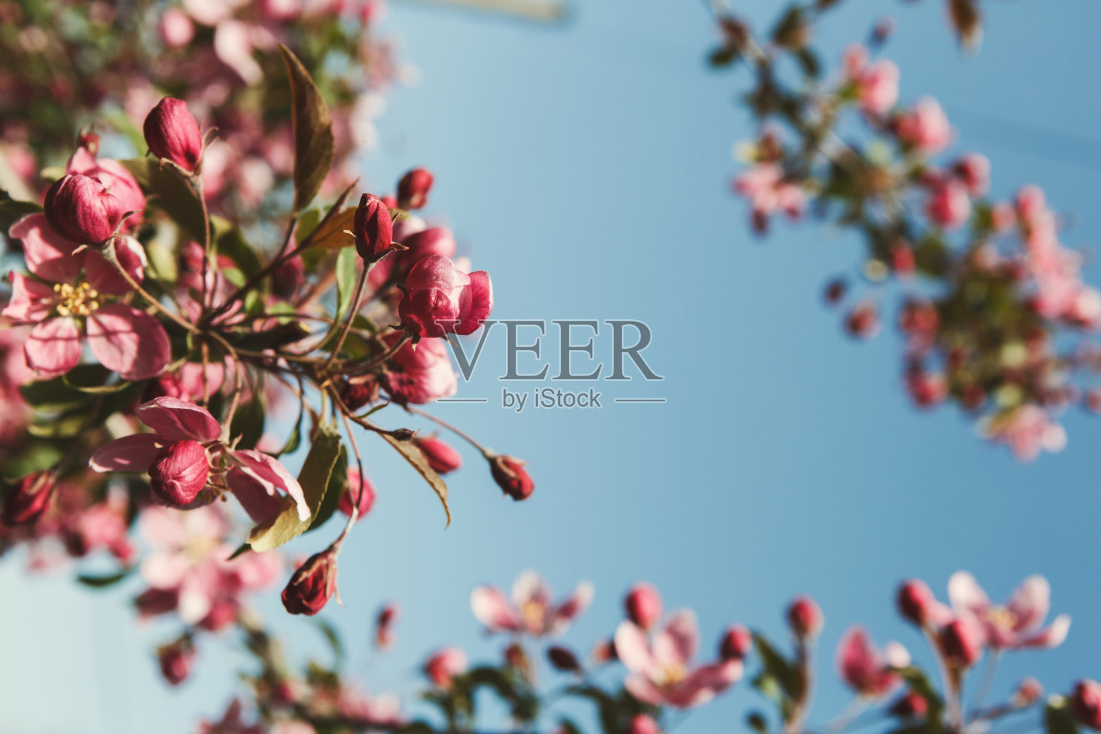 苹果树开花，春光自然背景照片摄影图片