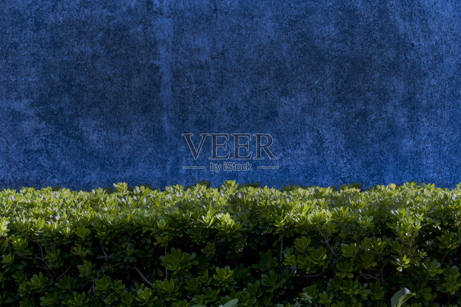 在墨西哥里维埃拉玛雅度假胜地，现代抽象墙壁设计绘制深蓝色与绿色热带植物照片摄影图片