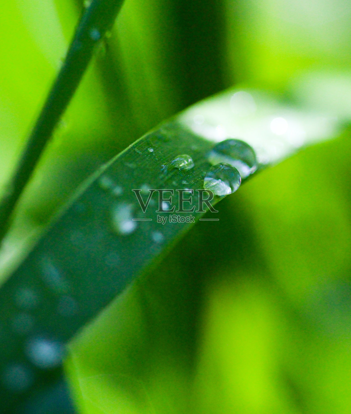 草叶上的水珠照片摄影图片