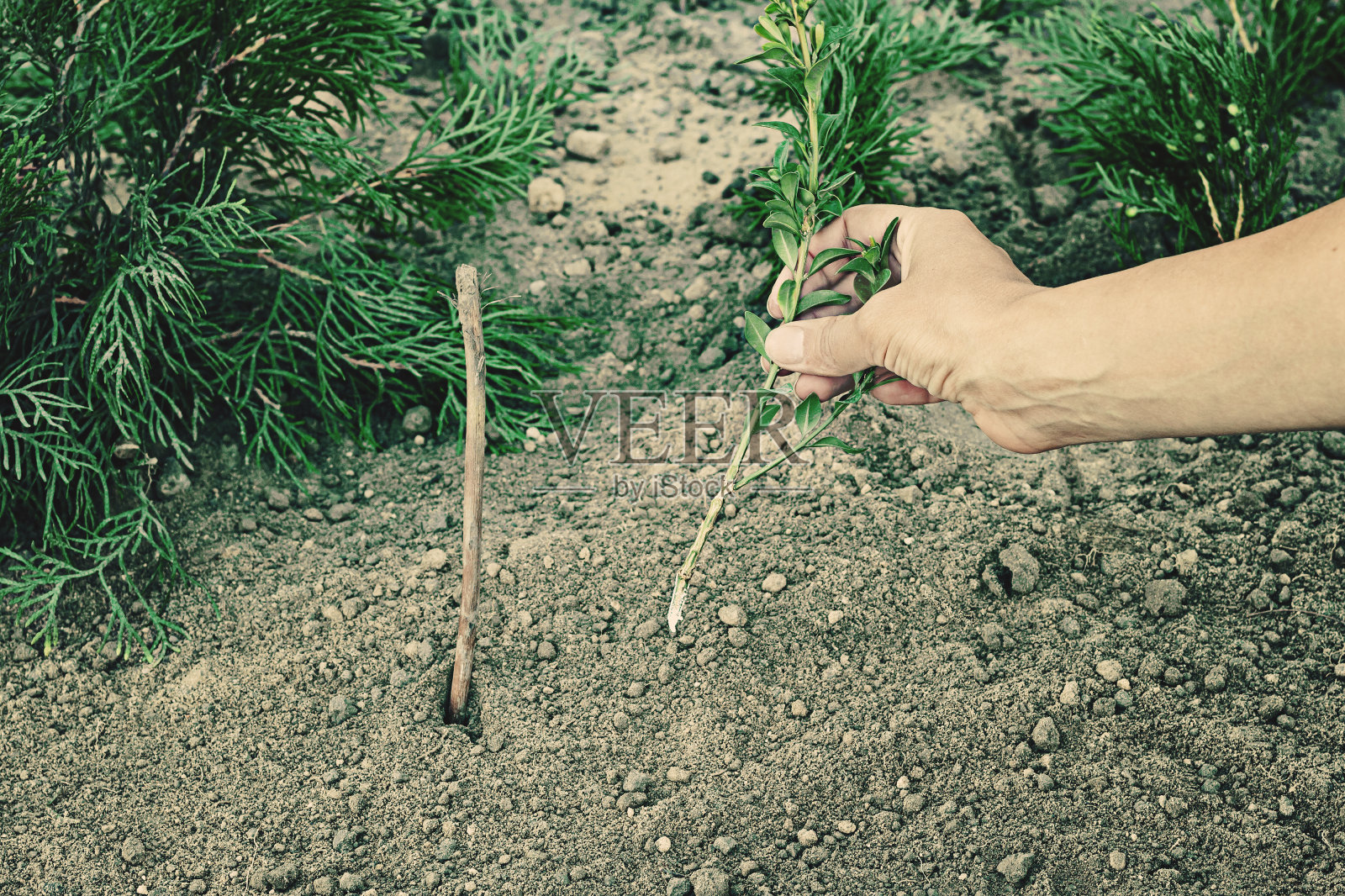 种植。-是雷克萨斯照片摄影图片