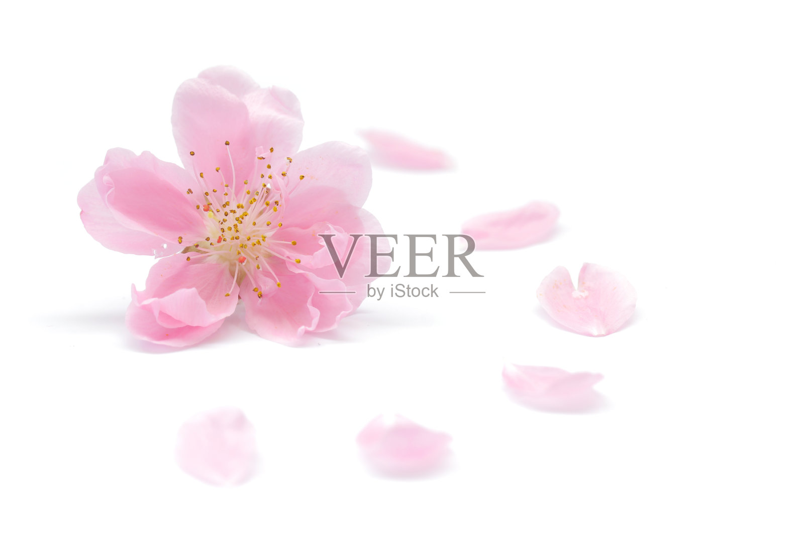 白色背景上的日本桃花和花瓣照片摄影图片