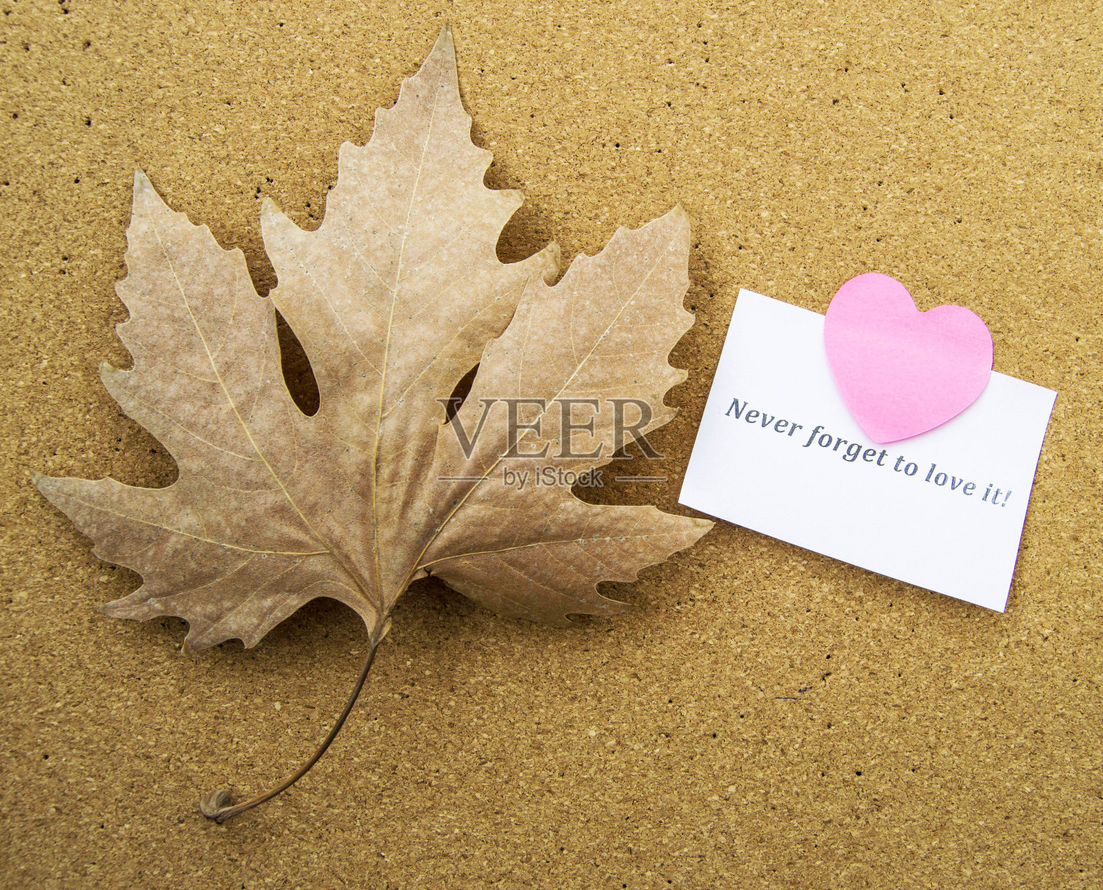 情人节的视觉信息和美丽的深情的歌词是关于情人节最好的词照片摄影图片