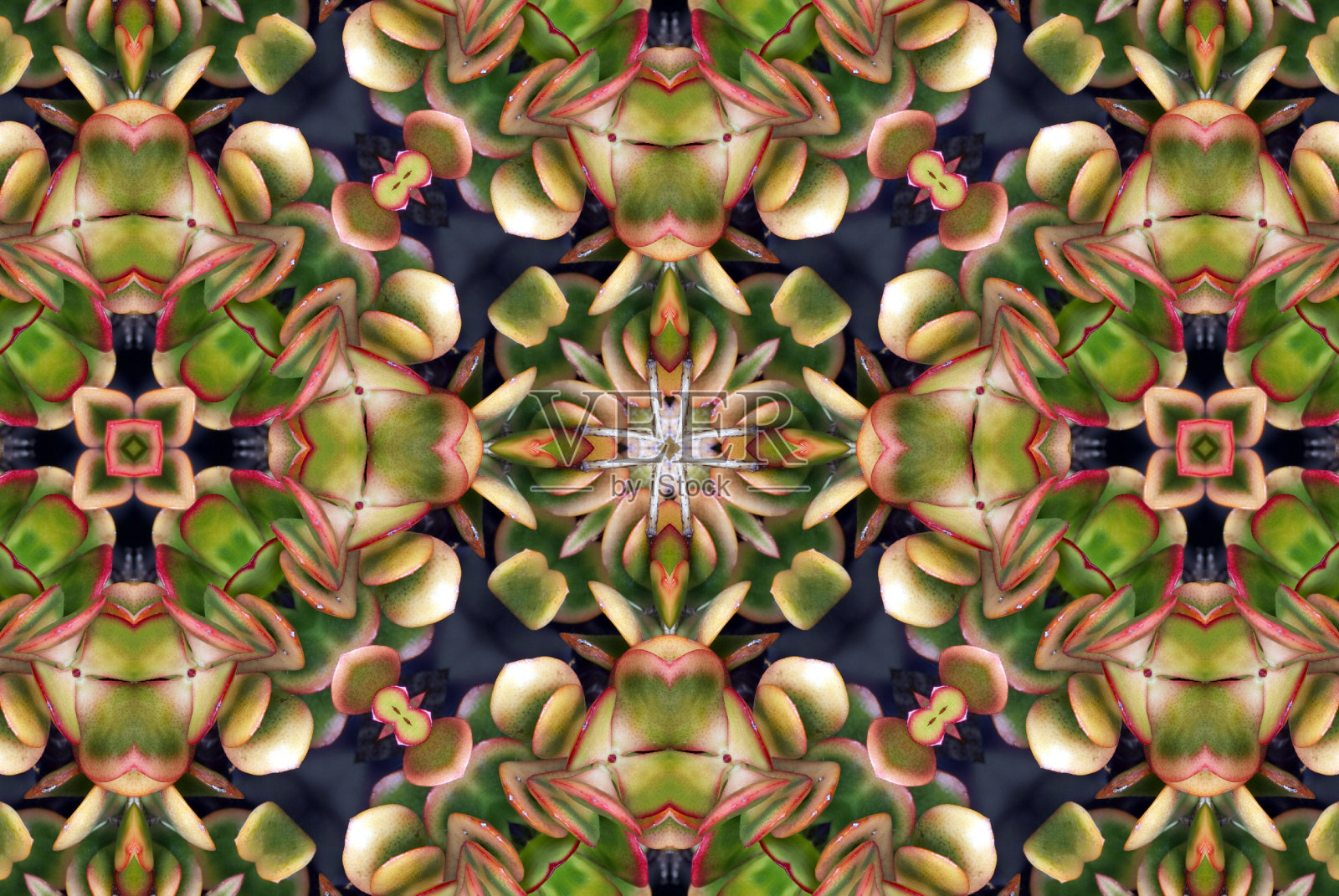 创意自然启发曼荼罗-多肉植物照片摄影图片