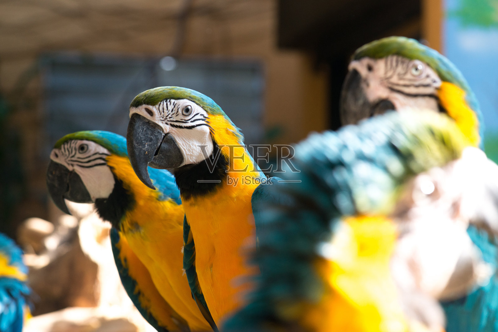 金刚鹦鹉艾莉亚阿拉鲁纳鹦鹉照片摄影图片