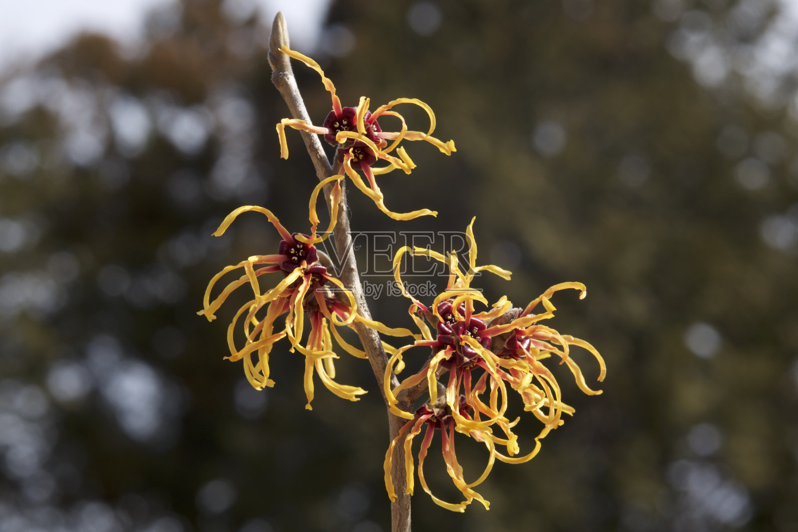 在早春的金缕梅花照片摄影图片
