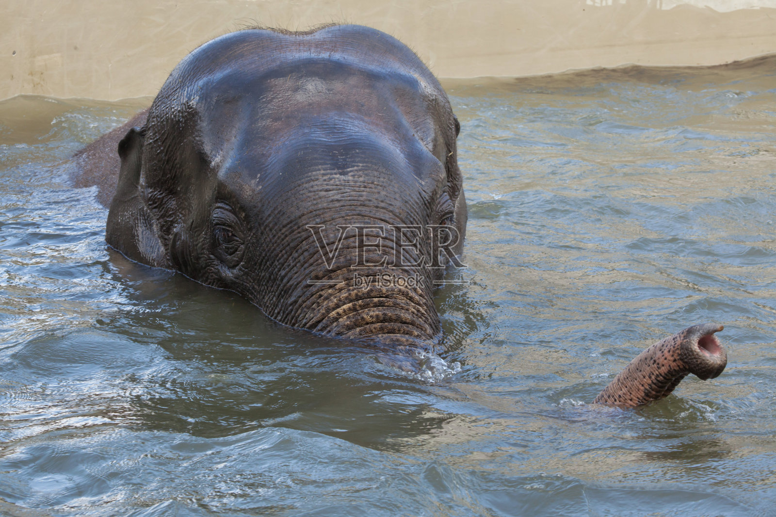 正在洗澡的亚洲象。照片摄影图片