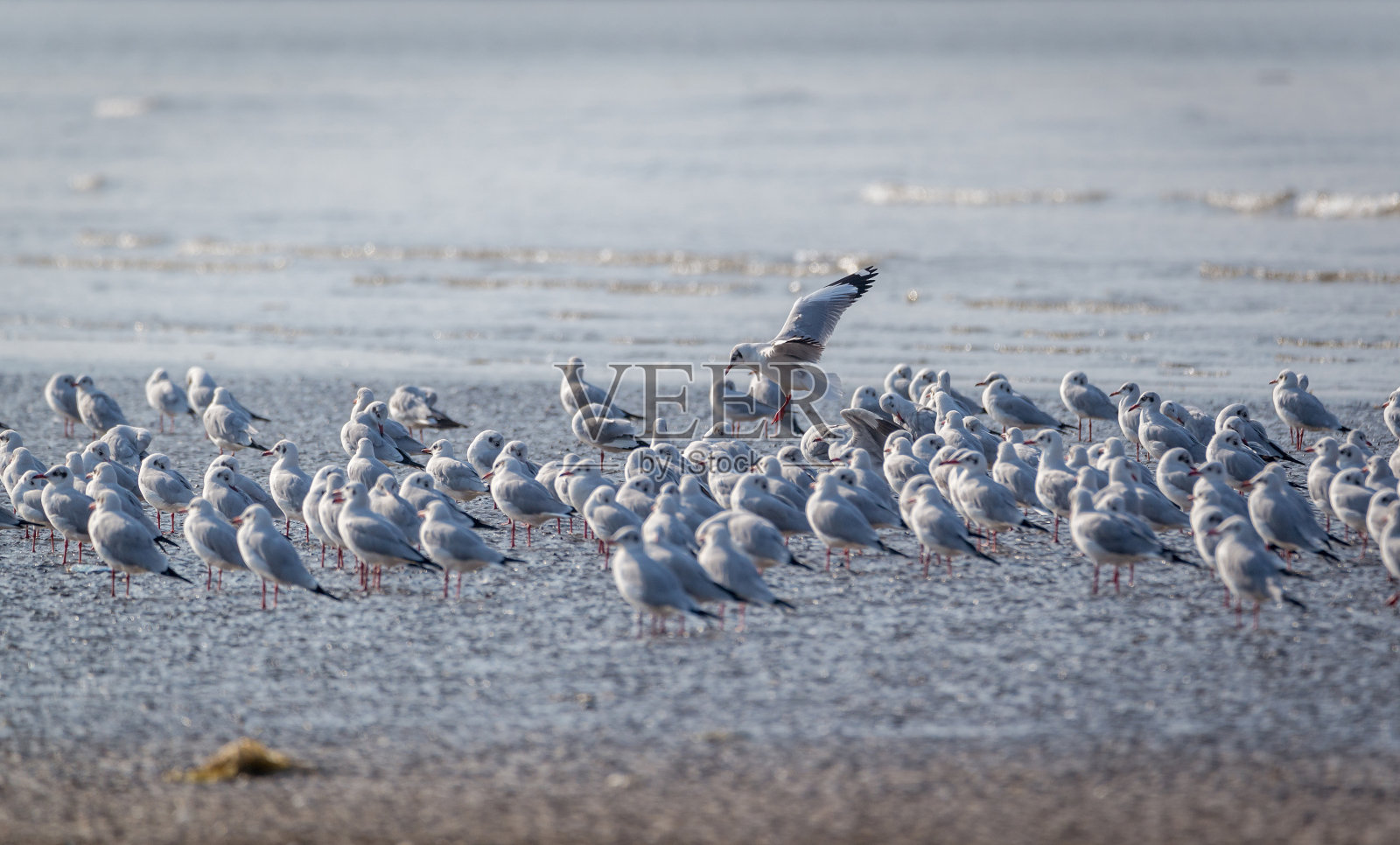 褐头鸥-褐头鸥照片摄影图片