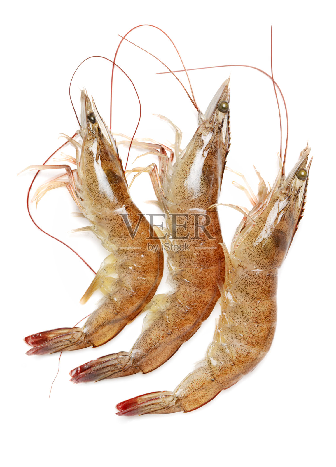 虾孤立在白色背景上照片摄影图片