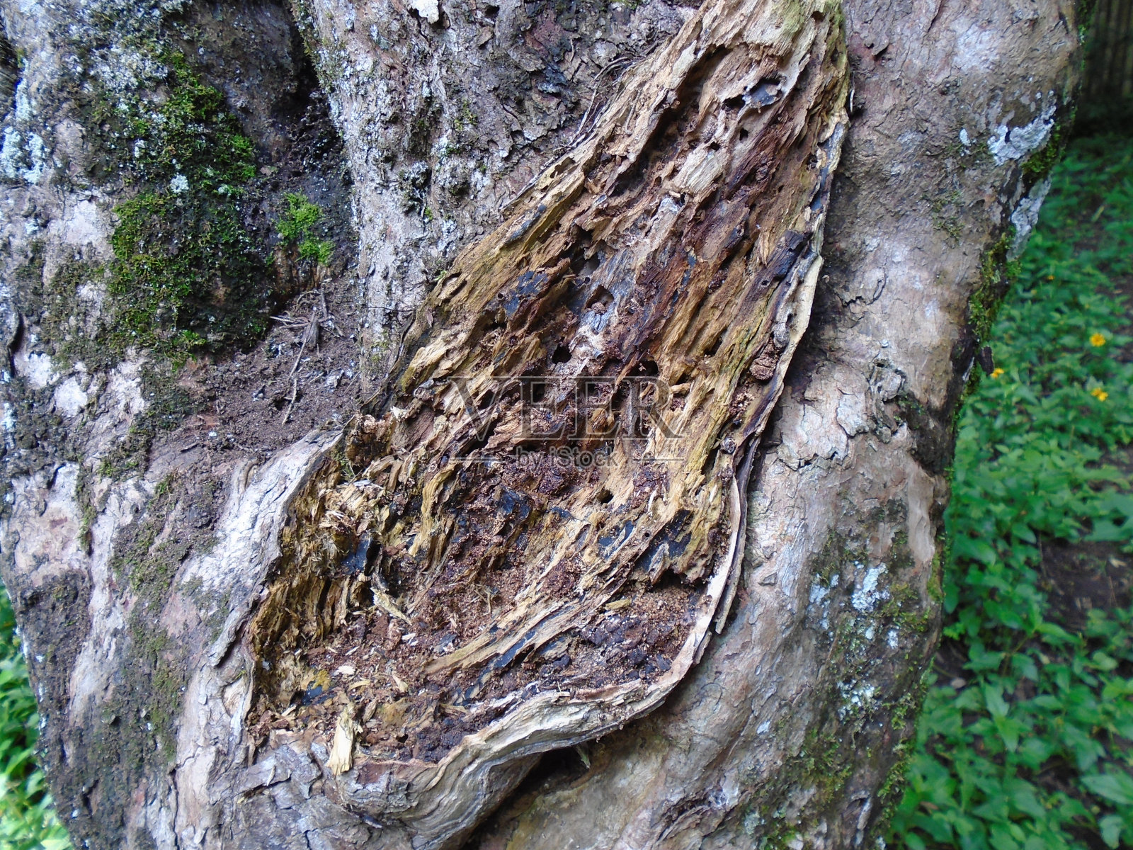 大西洋森林中腐烂的树照片摄影图片