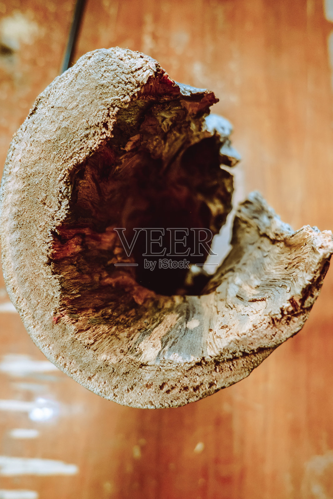 树上的断枝照片摄影图片