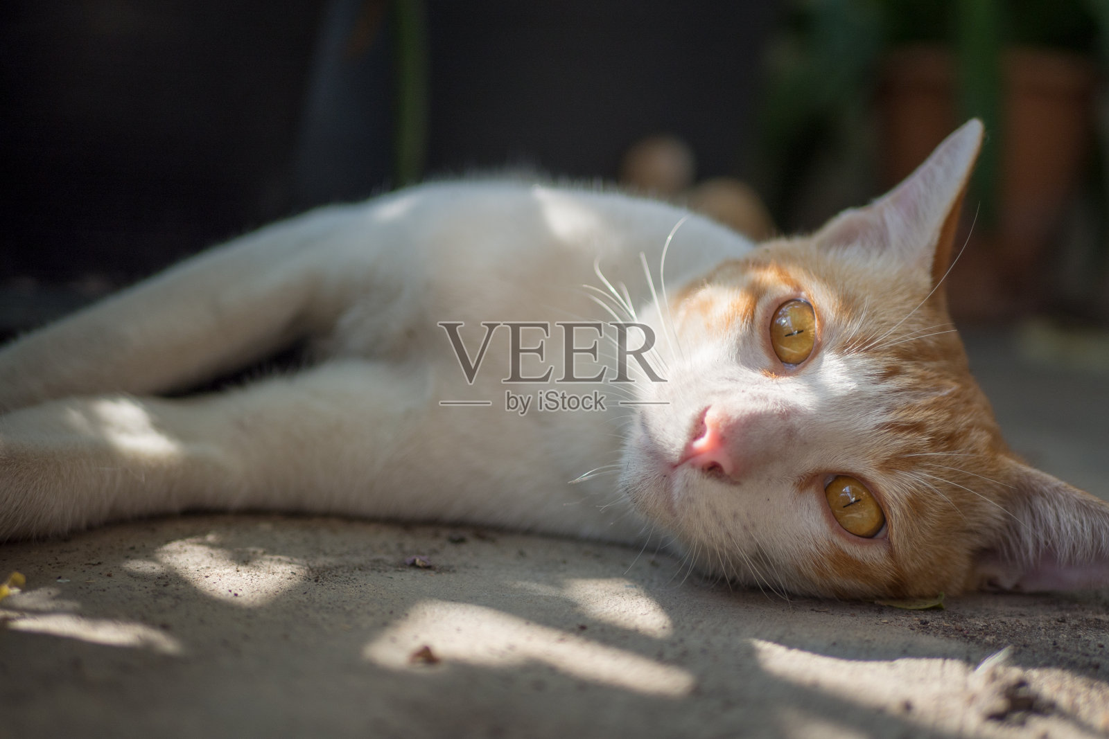 一只巨大的雄性虎斑猫正看着镜头。照片摄影图片