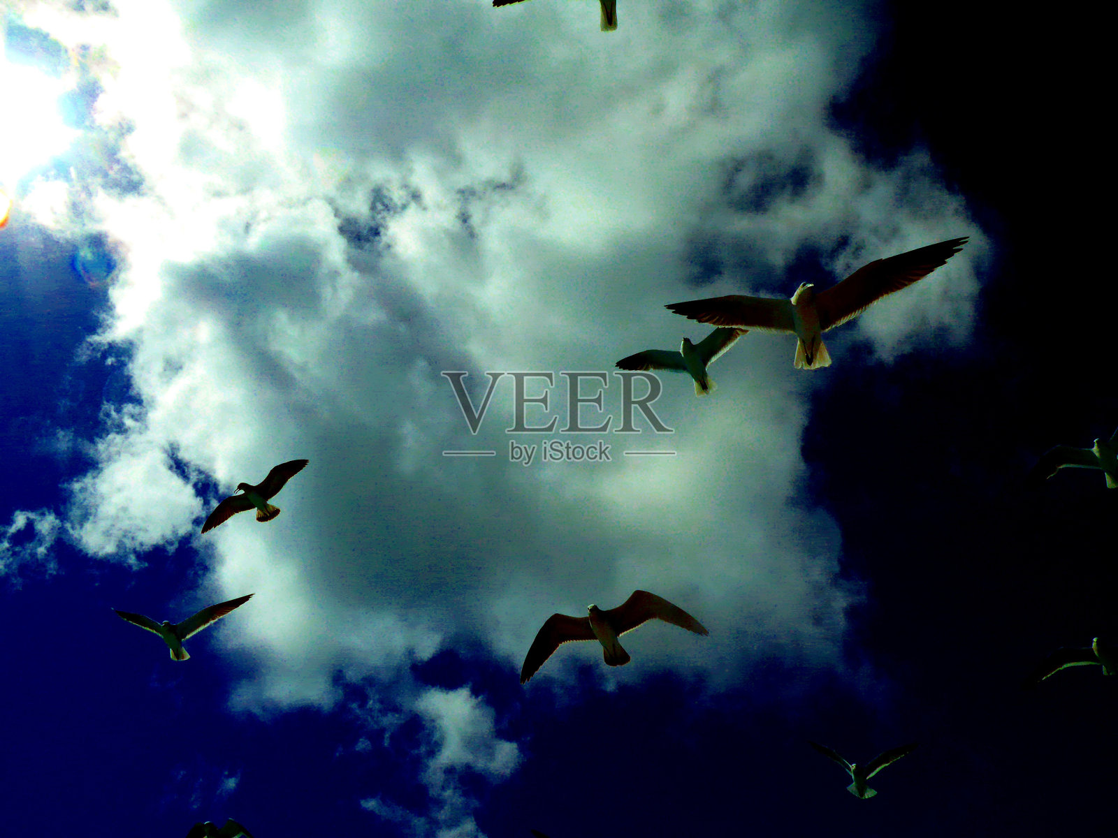 海鸥在冬天的海滩上空盘旋，背景是大海和蓝天照片摄影图片